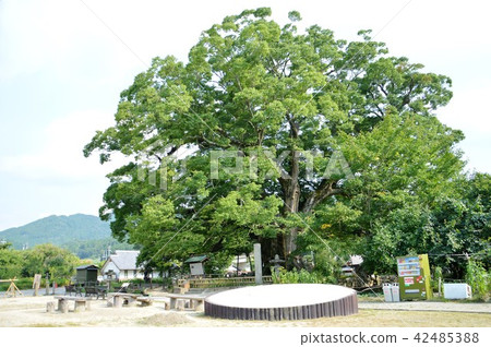 Ozama的偉大Zelkova Ozama的偉大Zelkova 42485388
