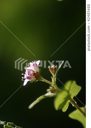 Tottori walk in four seasons autumn flower plant 42485488