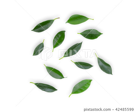 green leaf isolated on white background, flat lay green leaf isolated on white background, flat lay 42485599