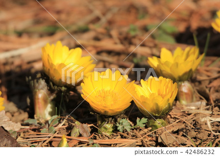 Elantis從側面並排綻放 42486232