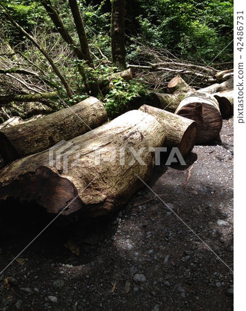 Mt. Takao No. 5 Road 42486731