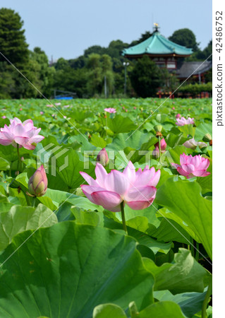 Lotus flower of Shinobazu Pond and Shinobazu Bento 42486752