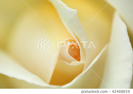 玫瑰2 _象牙色 42488659
