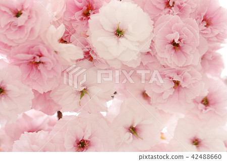 Huge elephant cherry tree 1 Huge elephant cherry tree 1 42488660