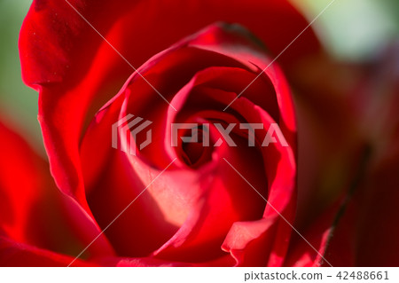 Roses 3 _ red Roses 3 _ red 42488661