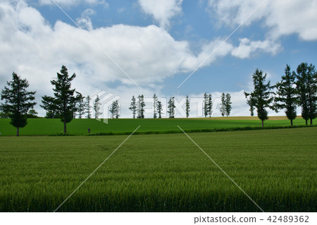 Mild Seven Hills 42489362