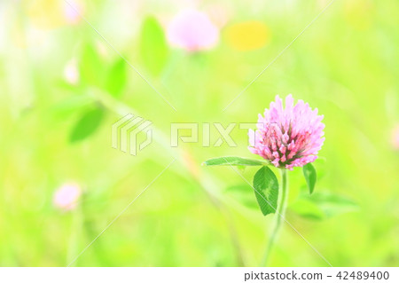 漂亮的花 漂亮的花 42489400