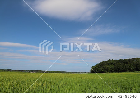 從Kasumigaura Shizuka的鄉村景觀 42489546