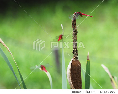 Shoujo dragonfly 42489599