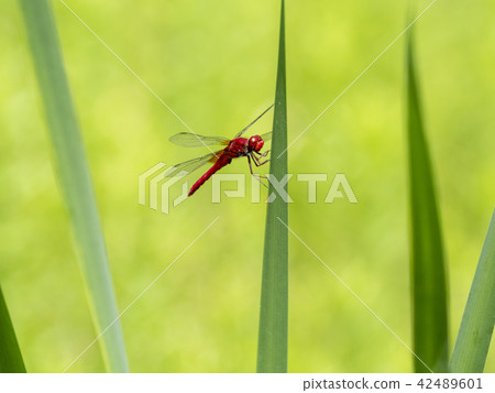 Shoujo dragonfly Shoujo dragonfly 42489601