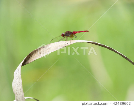 Shoujo dragonfly Shoujo dragonfly 42489602