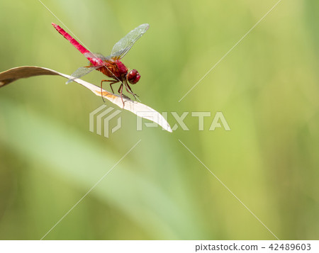 Shoujo dragonfly 42489603