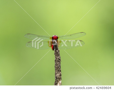 Shoujo dragonfly 42489604