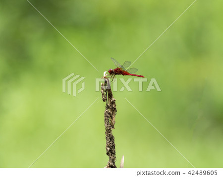 Shoujo dragonfly 42489605