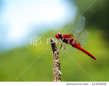 Shoujo dragonfly 42489606