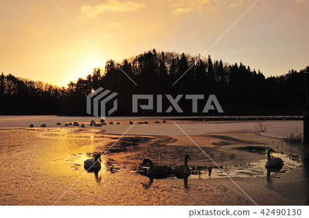 在福島縣大江的天鵝 在福島縣大江的天鵝 42490130