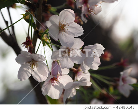 Cherry blossoms (natural texture) Cherry blossoms (natural texture) 42490145