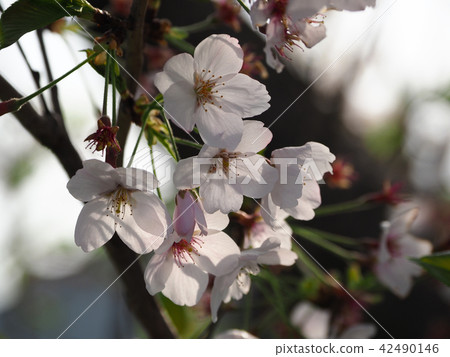 Cherry blossoms (natural texture) Cherry blossoms (natural texture) 42490146