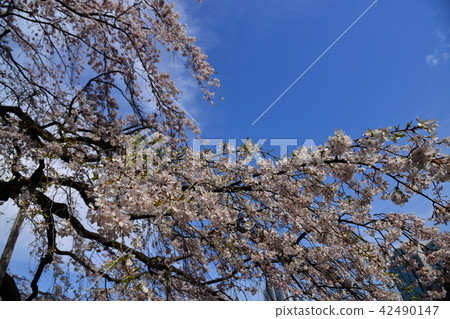 Japanese cherry tree Japanese cherry tree 42490147