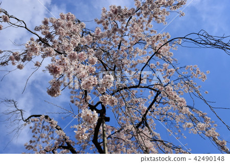 Japanese cherry tree Japanese cherry tree 42490148