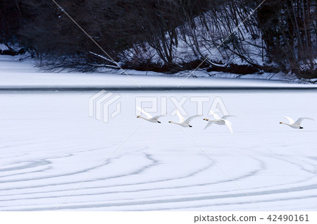 Swan in Oike Fukushima Prefecture 42490161