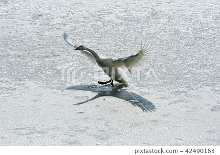 Swan in Oike Fukushima Prefecture 42490163