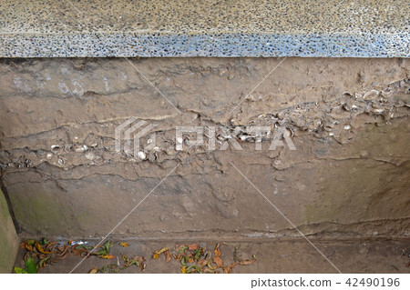 Shimokawa-ku Omori Kaizuka ruins garden Cross-sectional specimen for observation of shell mounds 42490196