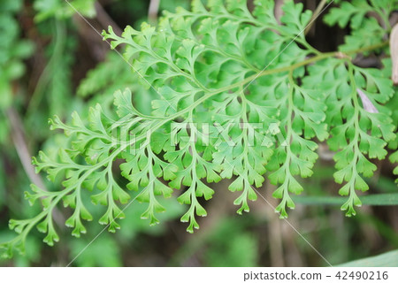 Horashinobu 42490216