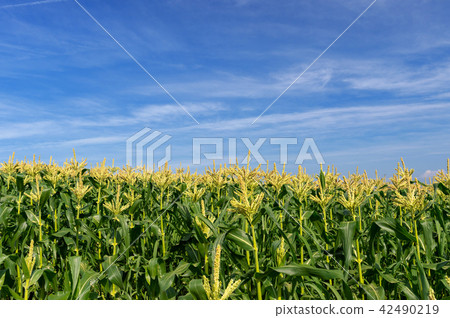 [The foot of Mt. Iwaki, Hirosaki City, Aomori Prefecture] 42490219