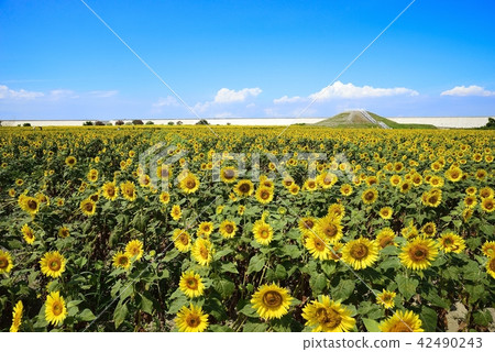 柳川市風景柳川向日葵花園 42490243
