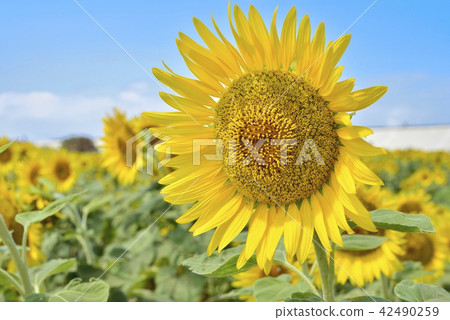 Yanagawa City landscape Yanagawa sunflower garden Yanagawa City landscape Yanagawa sunflower garden 42490259