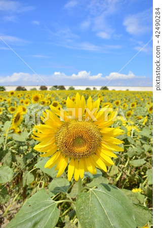 Yanagawa City landscape Yanagawa sunflower garden 42490284