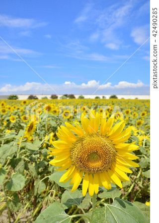 Yanagawa City landscape Yanagawa sunflower garden 42490285