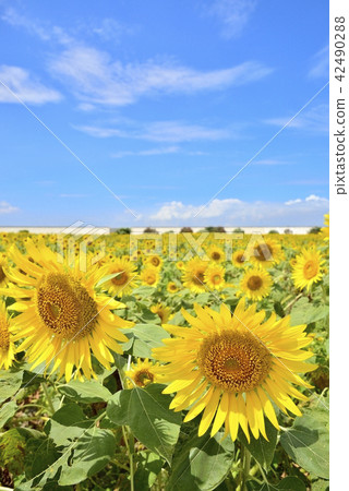 Yanagawa City landscape Yanagawa sunflower garden 42490288