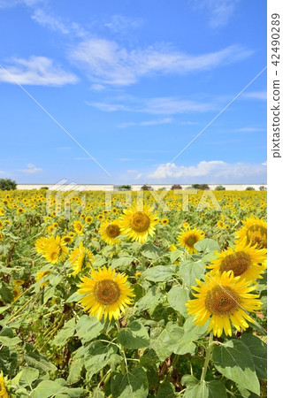 Yanagawa City landscape Yanagawa sunflower garden 42490289