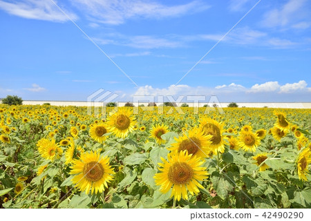 Yanagawa City landscape Yanagawa sunflower garden 42490290