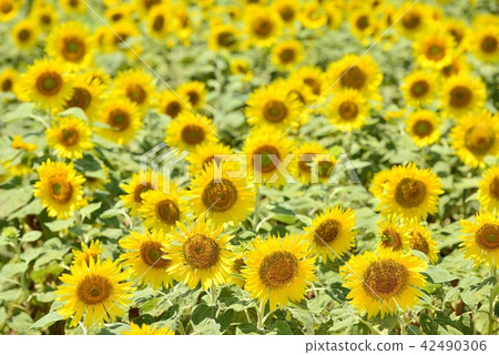 Yanagawa City landscape Yanagawa sunflower garden 42490306