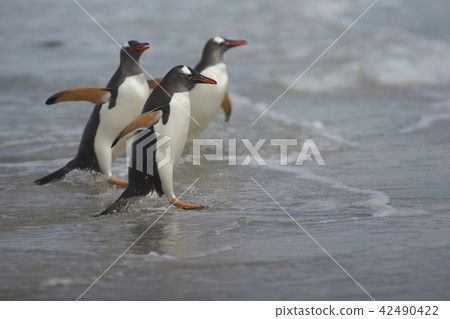 Gentoo Penguins coming ashore 42490422