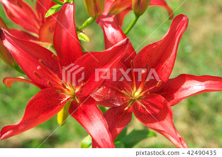 Closeup of lily Closeup of lily 42490435