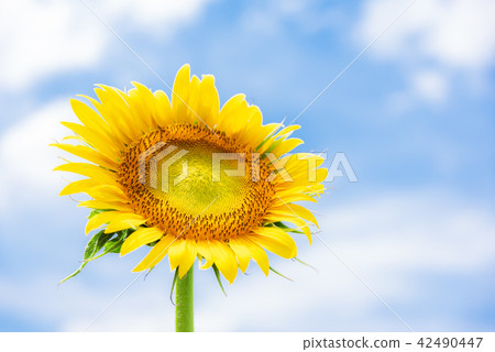 Sunflower and summer sky 42490447