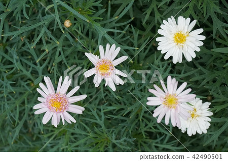 daisy closeup macro flower nature background 42490501
