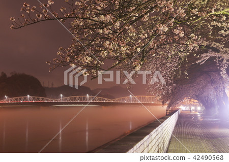 At night cherry along the Kiso River in Inuyama City 42490568