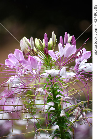 Creosé花在雨中 42490588