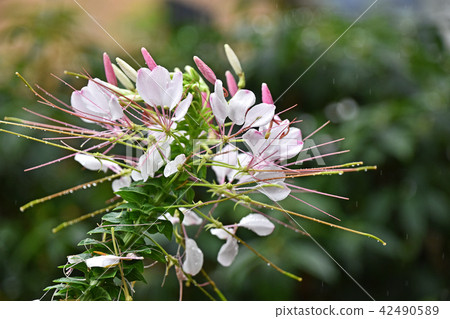 Creosé花在雨中 42490589