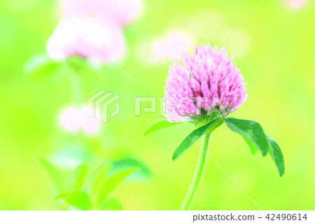 Pretty pink flower Pretty pink flower 42490614