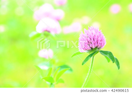 Pretty pink flower Pretty pink flower 42490615