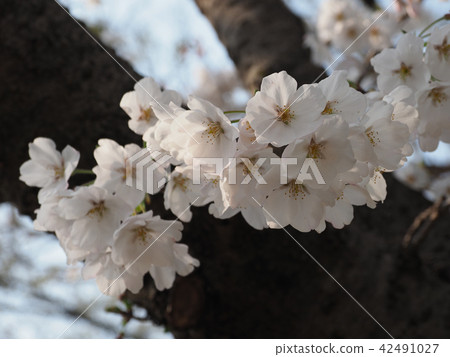 櫻花（天然紋理） 42491027