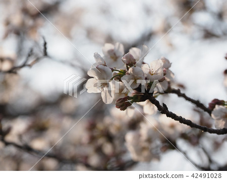 櫻花（天然紋理） 42491028