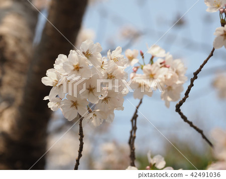 Sakura (natural texture) 42491036