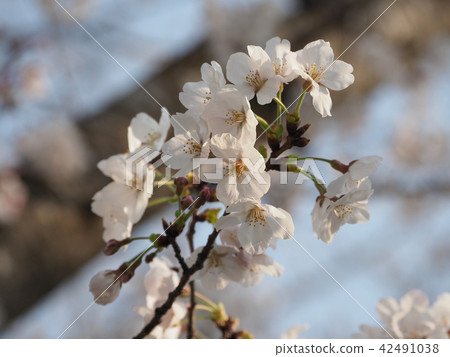 Sakura (natural texture) 42491038